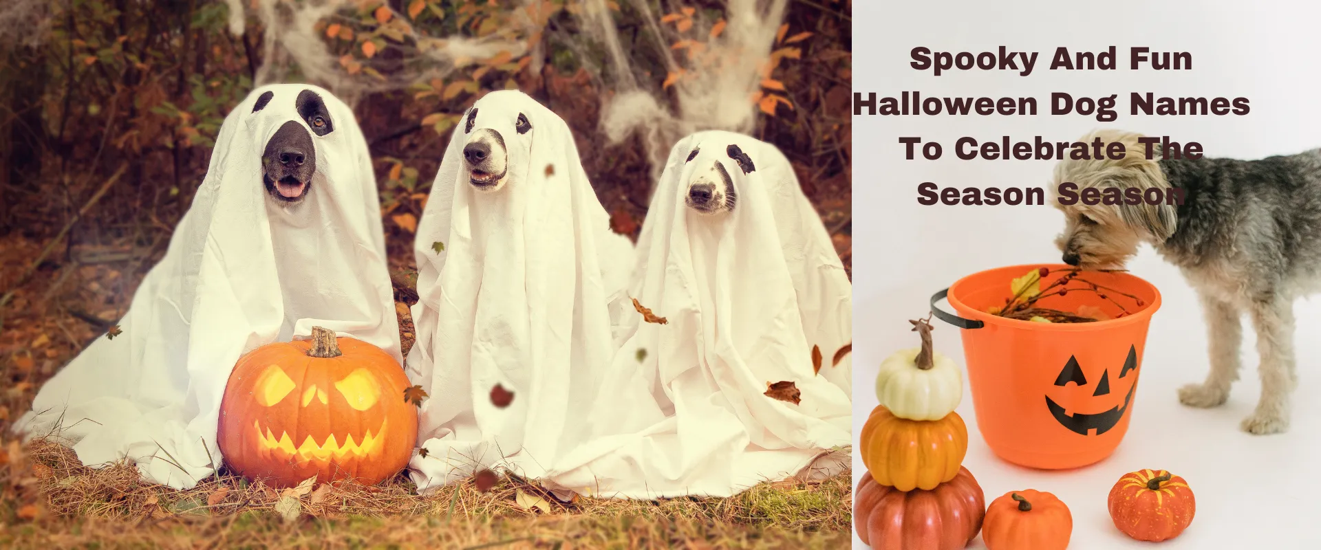 spooky-and-fun-halloween-dog-names-to-celebrate-the-season