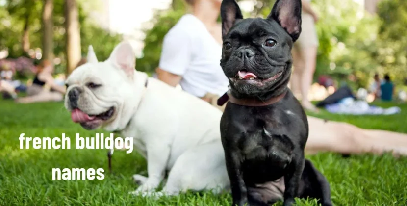 Top100+ French Bulldog Names Ideas For Your Beloved Companion