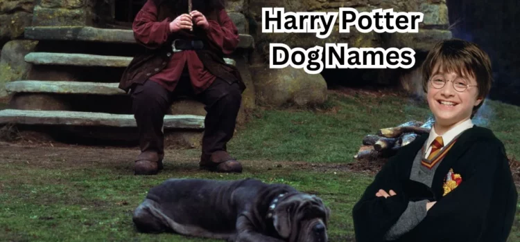 Harry Potter Dog Names: Magical Ideas For Your Furry Friend