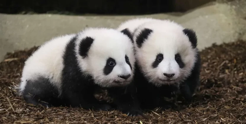 2022 Best Adorable Panda Names To Suit Your Furry Friend