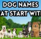 Dog Names That Start With C