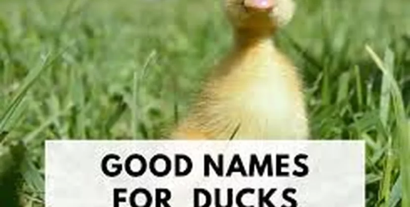 "Best Choices: Creative Duck Name Ideas For Feathered Friends"c