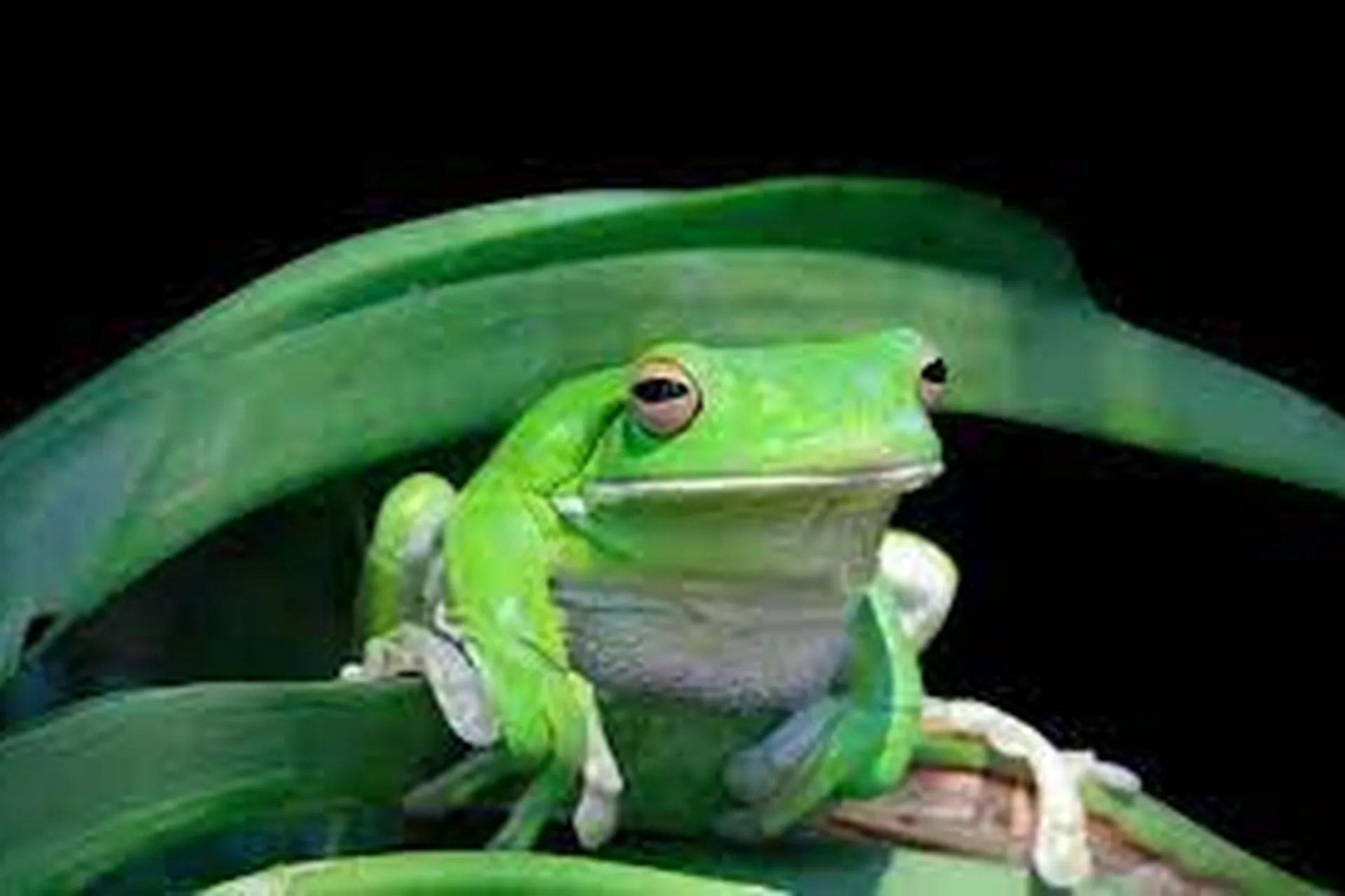 "Croaking Creativity: Unleashing The Charm Of Frog Names"