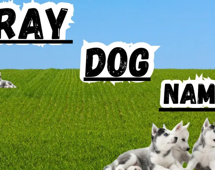 Gray dog names