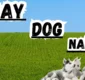 Gray dog names