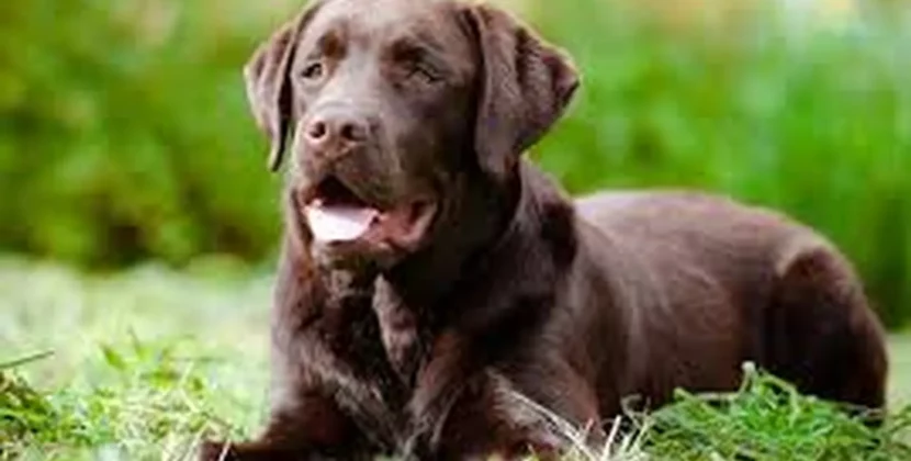 Best Chocolate Lab Names Ideas That Are Pure Deliciousness