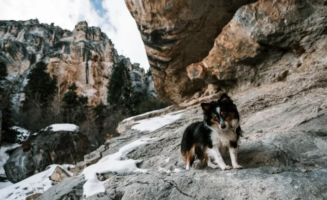 mountain names for dogs