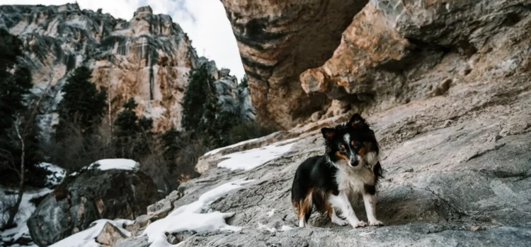 Unveiling the Best, Unique, Cool, Funny, Good, and Catchy Mountain Names for Dogs