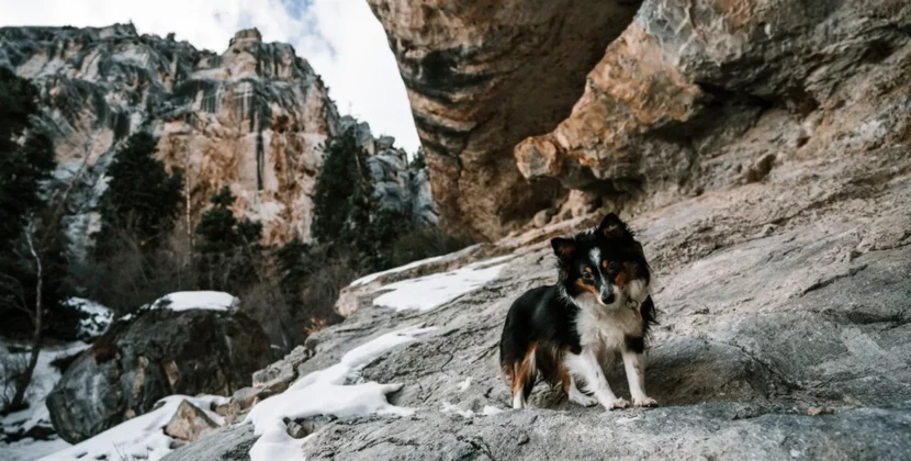 mountain names for dogs