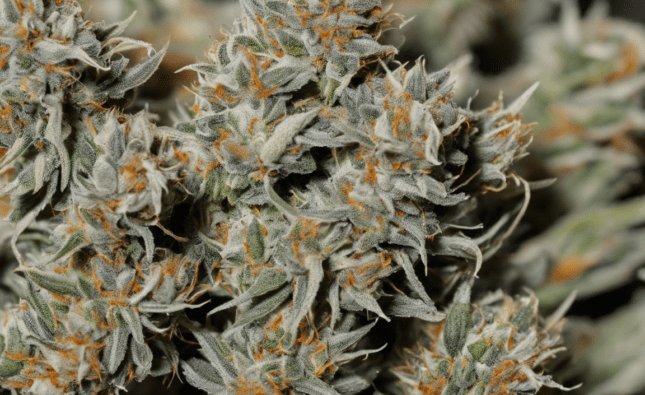 Exploring the Effects of Zaza Strain: A Comprehensive Guide