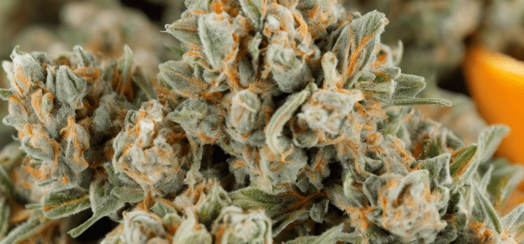 Orange Sherbet: A Sweet and Zesty Cannabis Strain