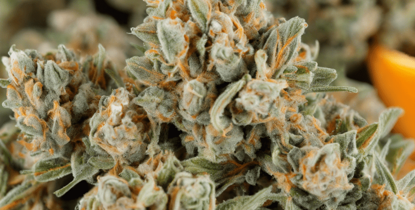 Orange Sherbet: A Sweet and Zesty Cannabis Strain