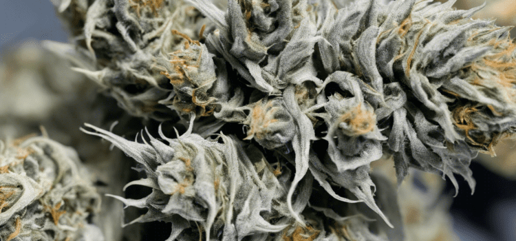 Unleashing the White Walker Strain: A Potent Indica Dominant Hybrid